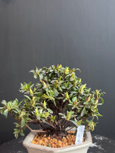 將圖片載入圖庫檢視器 日本🇯🇵皐月杜鵑 日の丸 Satsuki Azalea Rhododendron (附上影片)