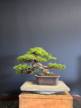 Load images into the gallery viewer Pre-order Japan🇯🇵Japanese Itoigawa Shimpaku (with video)