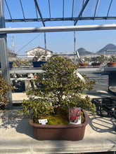 Load images into the gallery viewer Pre-order Japan🇯🇵Satsuki Azalea Rhododendron (with video attached)