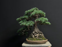 將圖片載入圖庫檢視器 預購日本🇯🇵五葉松 Japanese White Pine (附上影片)