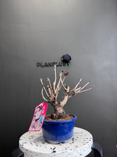 將圖片載入圖庫檢視器 日本🇯🇵関山桜かんざんざくら Kanzan Sakura (附上影片)