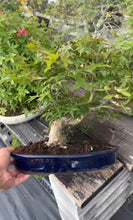 將圖片載入圖庫檢視器 預購日本🇯🇵紅葉 出猩々 岀猩猩Deshojo(附上影片)