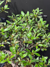 將圖片載入圖庫檢視器 日本🇯🇵皐月杜鵑 日光 Satsuki Azalea Rhododendron