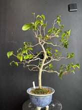 Load images into the gallery viewer Japan🇯🇵Camellia sasanqua (with video)