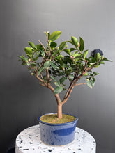 將圖片載入圖庫檢視器 日本🇯🇵山茶花 茶梅 Camellia Sasanqua (附上影片)