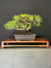 將圖片載入圖庫檢視器 預購日本🇯🇵山採黑松 Yamadori Black Pine