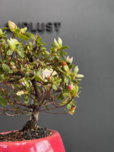 將圖片載入圖庫檢視器 日本🇯🇵皐月杜鵑 常夏Satsuki Azalea Rhododendron(附上影片)