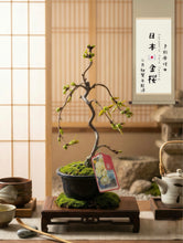 將圖片載入圖庫檢視器 2026預購賀年日本🇯🇵金櫻🌸Ukon Sakura 日本🇯🇵大阪直送香港