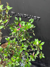 將圖片載入圖庫檢視器 日本🇯🇵皐月杜鵑 日光 Satsuki Azalea Rhododendron