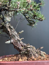 將圖片載入圖庫檢視器 日本🇯🇵黑松 Black Pine (附上影片)