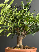 Load images into the gallery viewer Japan🇯🇵Kinzuki Fortunella Hindsii (with video)