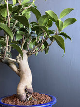 將圖片載入圖庫檢視器 日本🇯🇵山茶花 茶梅 岀雲大社Camellia Sasanqua (附上影片)