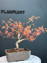 Load images into the gallery viewer Japan🇯🇵Momiji Red Leaf Osmanthus (Acer Palmatum) (with video attached)