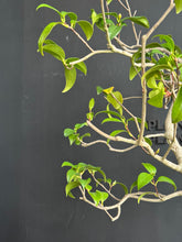 Load images into the gallery viewer Japan🇯🇵Camellia sasanqua (with video)