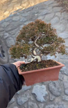 將圖片載入圖庫檢視器 預購日本🇯🇵糸魚川真柏 Japanese Itoigawa Shimpaku (附上影片)