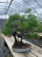 將圖片載入圖庫檢視器 日本🇯🇵黑松 Japanese Black Pine (附上影片)
