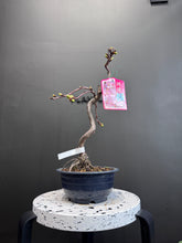 將圖片載入圖庫檢視器 日本🇯🇵河津櫻Kawazu Sakura(附上影片)