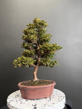 將圖片載入圖庫檢視器 日本🇯🇵津山檜Hinoki Chamaecyparis Obtusa ヒノキ (附上影片)