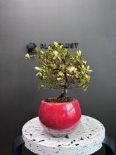 將圖片載入圖庫檢視器 日本🇯🇵皐月杜鵑 常夏Satsuki Azalea Rhododendron(附上影片)