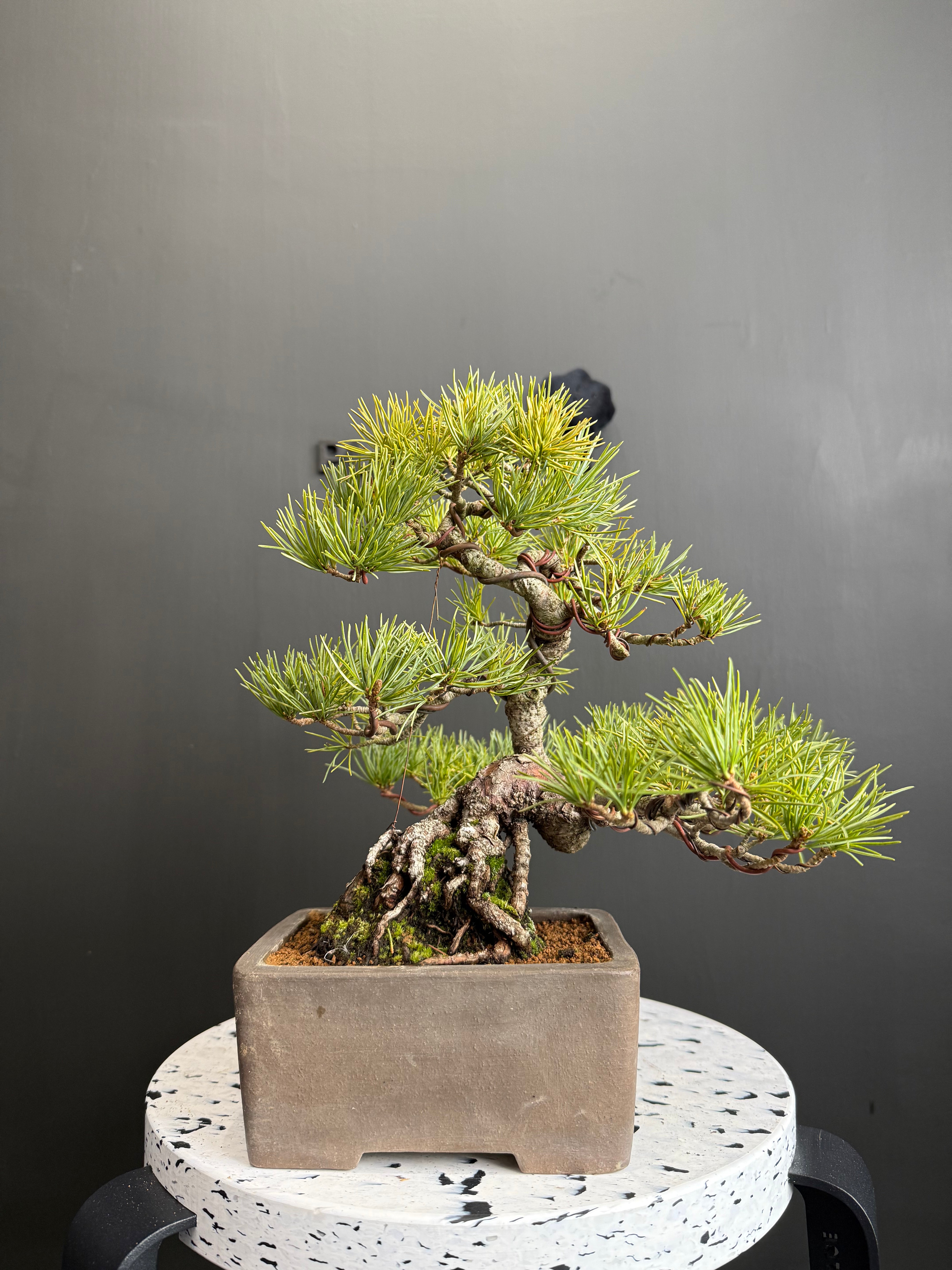 日本🇯🇵五葉松Japanese White Pine (附上影片) – BONSAI PLAN+T