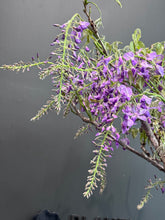 將圖片載入圖庫檢視器 日本🇯🇵紫藤 Wisteria Floribunda
