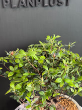將圖片載入圖庫檢視器 日本🇯🇵皐月杜鵑 絹の舞 Satsuki Azalea Rhododendron (附上影片)