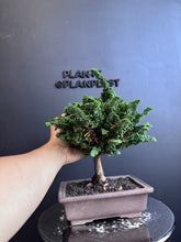 將圖片載入圖庫檢視器 日本🇯🇵石化檜Sekka Hinoki Cypress セッカヒノキ (附上影片)