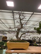 將圖片載入圖庫檢視器 預購日本🇯🇵太幹 岀猩猩 山紅葉Acer Palmatum (附上影片)