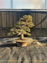 將圖片載入圖庫檢視器 預購日本🇯🇵糸魚川真柏 Japanese Itoigawa Shimpaku (附上影片)