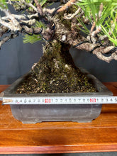 將圖片載入圖庫檢視器 預購日本🇯🇵山採黑松 Yamadori Black Pine
