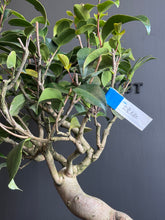 將圖片載入圖庫檢視器 日本🇯🇵山茶花 茶梅 岀雲大社Camellia Sasanqua (附上影片)