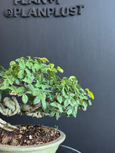 將圖片載入圖庫檢視器 日本🇯🇵榆欅Zelkova Serrata (附上影片)已落葉