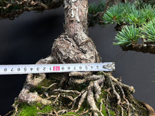 將圖片載入圖庫檢視器 預購日本🇯🇵五葉松 Japanese White Pine (附上影片)