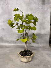 將圖片載入圖庫檢視器 日本🇯🇵銀杏Ginkgo Biloba (附上影片) 已落葉