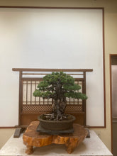 將圖片載入圖庫檢視器 預購日本🇯🇵宮島 太幹五葉松 Japanese White Pine (附上影片)