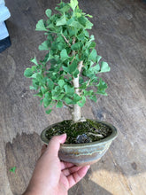 將圖片載入圖庫檢視器 預購日本🇯🇵銀杏Ginkgo Biloba (附上影片)