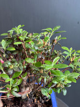 Load images into the gallery viewer Japan🇯🇵Satsuki Azalea Rhododendron (with video)