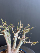 將圖片載入圖庫檢視器 日本🇯🇵もみじ紅葉Acer Palmatum 已落葉 (附上影片)