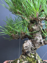 將圖片載入圖庫檢視器 日本🇯🇵太幹三河黑松 Black Pine (附上影片)