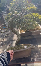 將圖片載入圖庫檢視器 預購日本🇯🇵🌸冬櫻🌸 Sakura (附上影片)