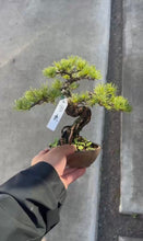 Load images into the gallery viewer Pre-order Japan🇯🇵Five-needle Pine Japanese White Pine (with video)