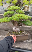 Load images into the gallery viewer Pre-order Japan🇯🇵Japanese White Pine (with video)