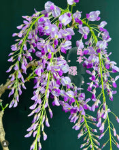 將圖片載入圖庫檢視器 預購日本🇯🇵紫藤 Wisteria (展示圖)