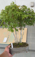 Load an image into the library viewer Pre-order Japan🇯🇵Jungle-style red leaves of Acer Palmatum (video included)