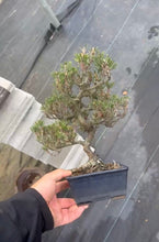 將圖片載入圖庫檢視器 預購日本🇯🇵八房黑松Black Pine (附上影片)