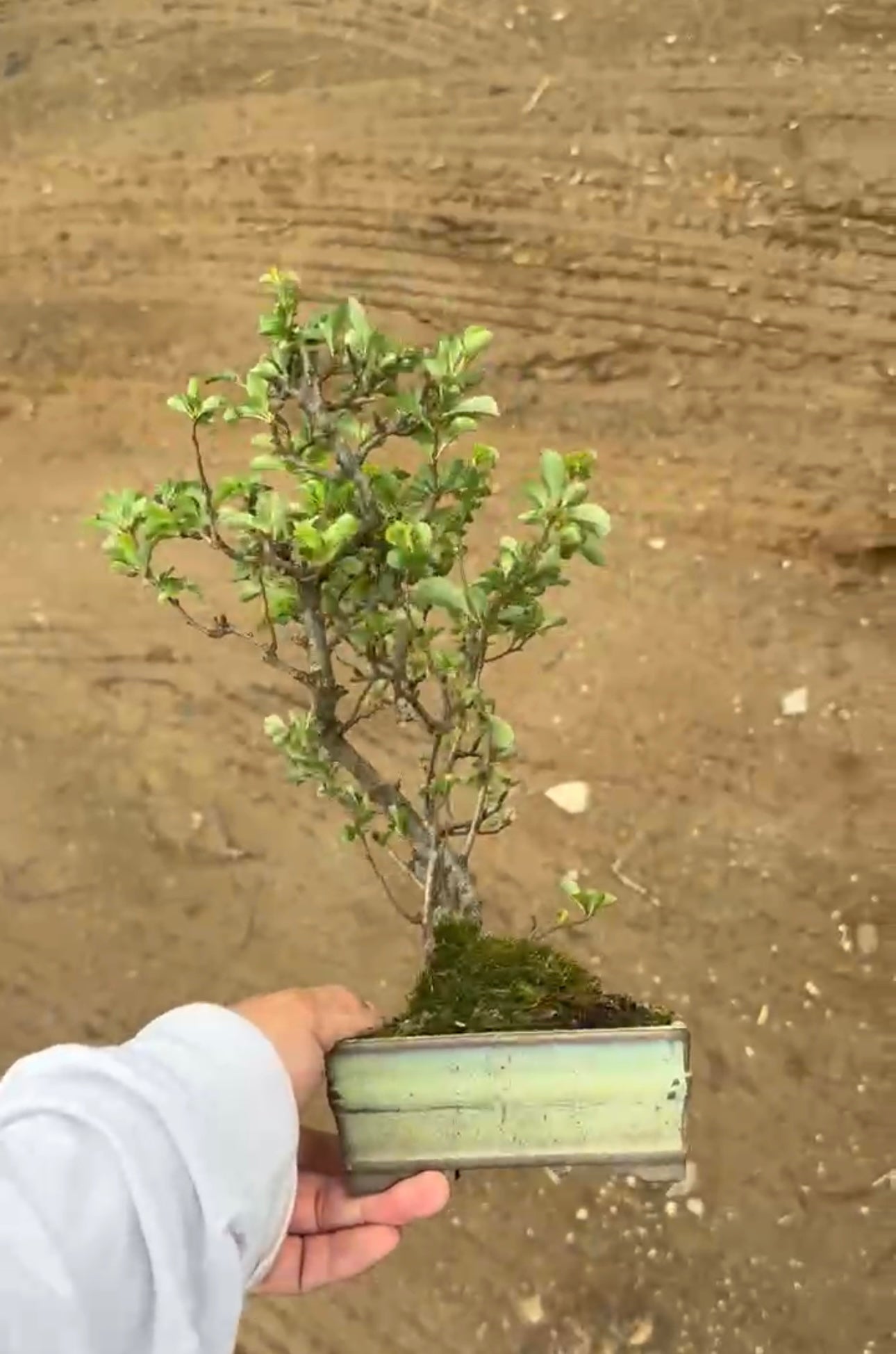 日本🇯🇵紅花長壽梅Choujubai (附上影片) – BONSAI PLAN+T