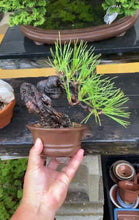 將圖片載入圖庫檢視器 預購日本🇯🇵黑松Black Pine (附上影片)