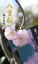 將圖片載入圖庫檢視器 2026預購賀年日本🇯🇵八重の輝き🌸 Yaezakura Sakura 日本🇯🇵大阪直送香港