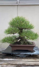 將圖片載入圖庫檢視器 預購日本🇯🇵山採黑松 Yamadori Black Pine (附上影片)