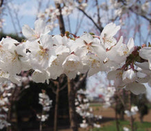 將圖片載入圖庫檢視器 預購日本🇯🇵🌸冬櫻🌸 Sakura (附上影片)
